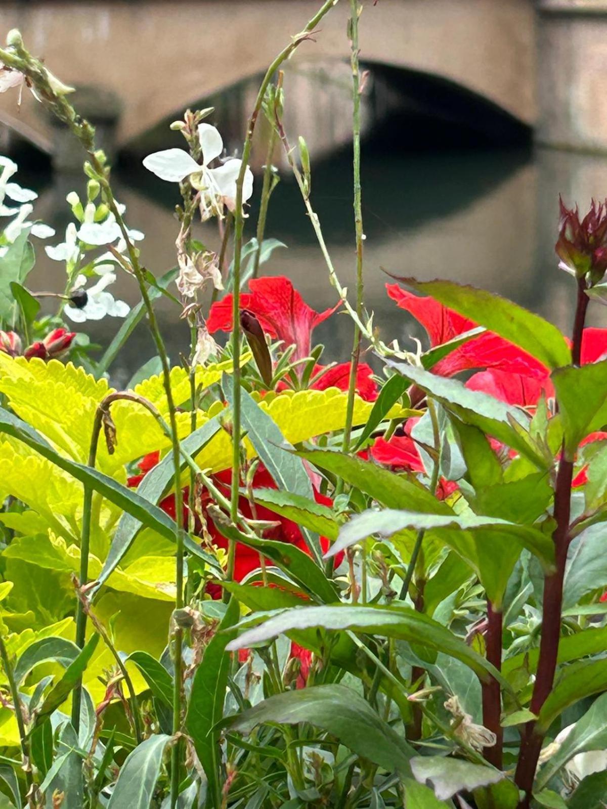 Les Hortensias Fortschwihr Kültér fotó