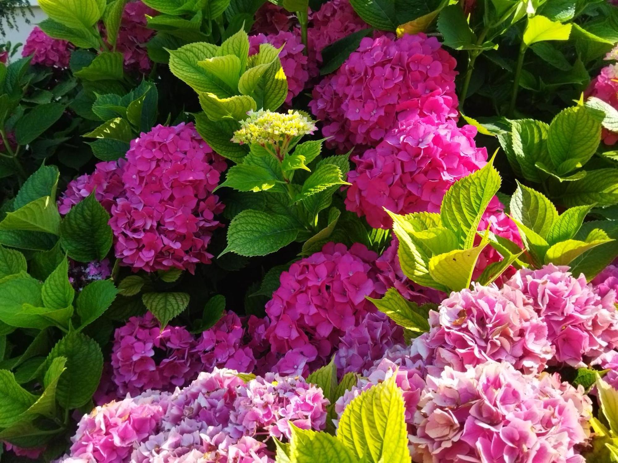 Les Hortensias Fortschwihr Kültér fotó